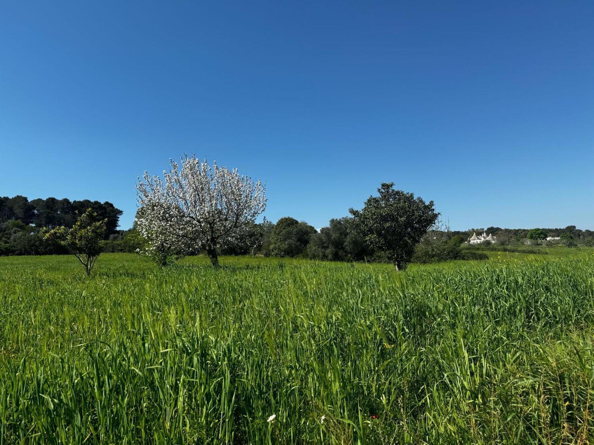 마르티나프란카 Trulli Del Sole 빌라 외부 사진
