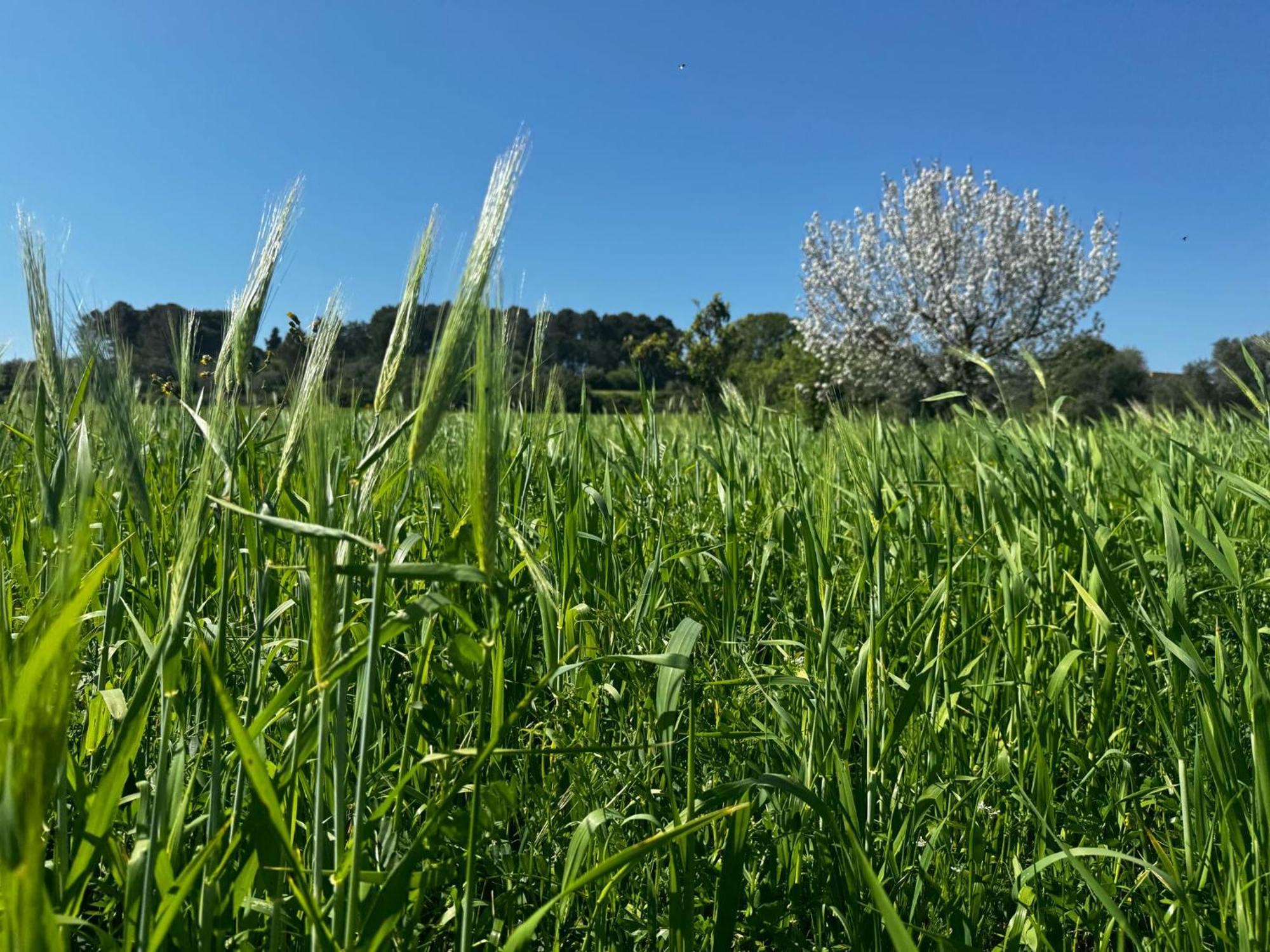 마르티나프란카 Trulli Del Sole 빌라 외부 사진